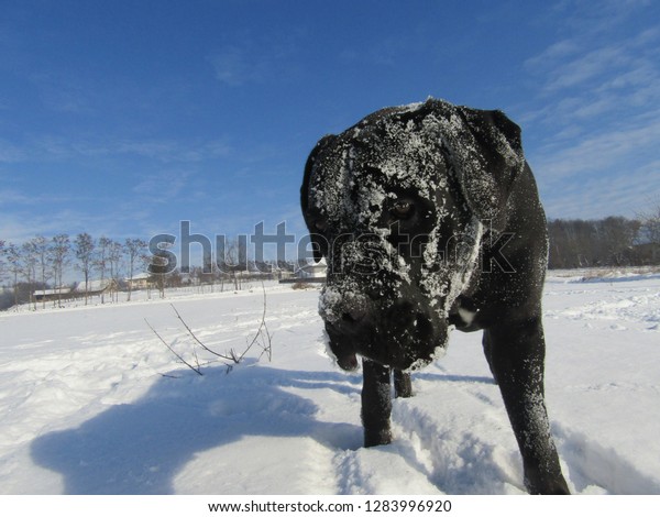 Cane Corso Black Dog Snow Stock Photo Edit Now 1283996920