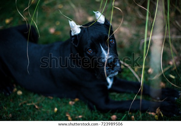 Cane Corso Dog Ears Cropped Bandaged Stock Photo Edit Now 723989506