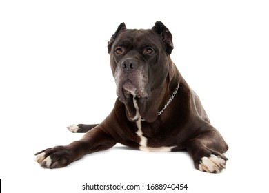 Cane Corso dog isolated over white background