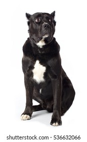 Cane Corso Puppy Cropped Ears Stock Photo Edit Now 232850056