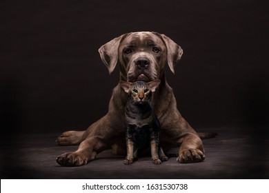 Cane Corso Dog And Oriental Cat On The Black Background