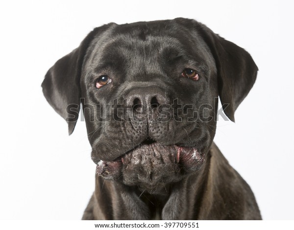 Cane Corso Dog Portrait Image Taken Stock Photo Edit Now