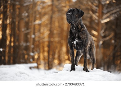 cane corso dog posing in the winter forest in sunlight