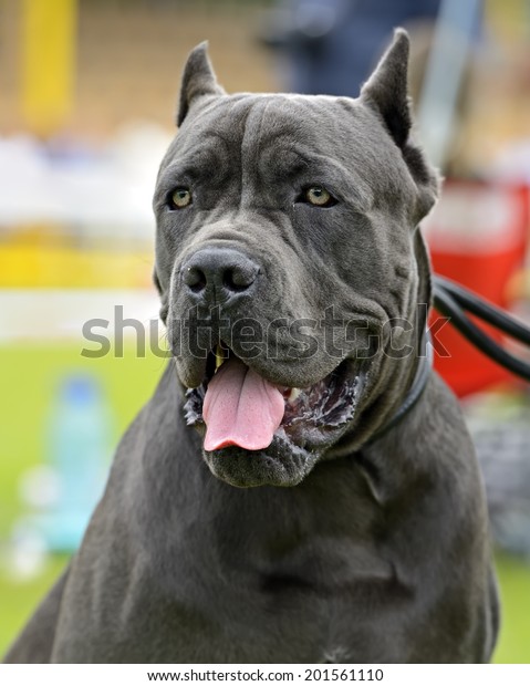 99+ Cane Corso Dog Show