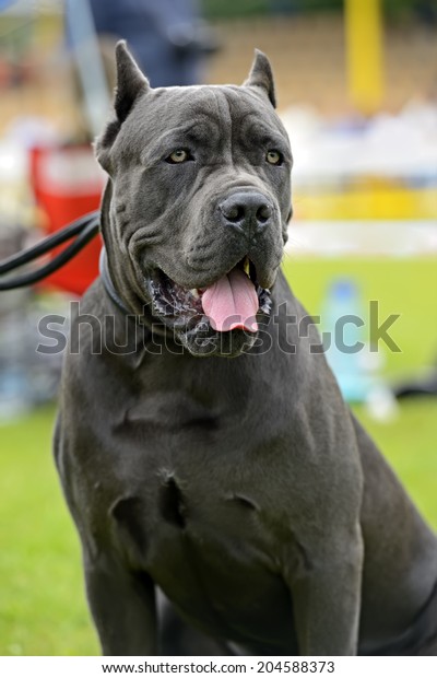 Cane Corso Dog Show Spring Stock Photo Edit Now 204588373