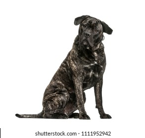 Cane Corso dog sitting in front of a white background