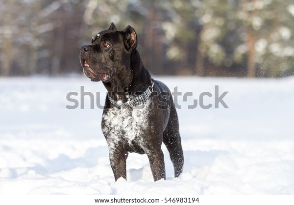 Cane Corso Dog Snow Stock Photo Edit Now 546983194