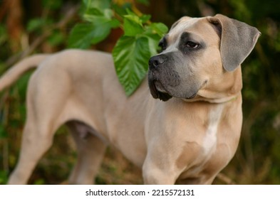Cane Corso Formentino breed for a walk in the forest - Shutterstock ID 2215572131