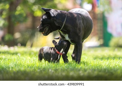 Cane Corso And French Bulldog Playing