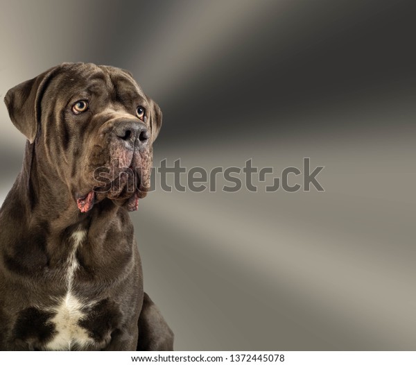 Cane Corso Italian Cane Dog Latin Stock Photo Edit Now