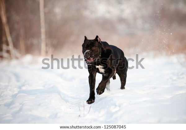 Cane Corso Italiano Dog Running Snow Stock Photo Edit Now