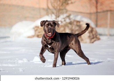 Cane Corso Italiano dog in the snow 