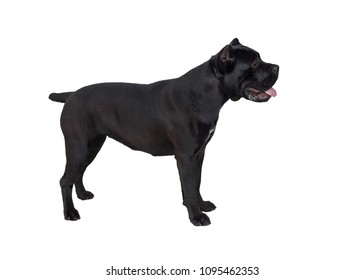 834 Standing Cane Corso Images, Stock Photos & Vectors 