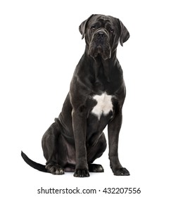 Cane Corso looking at the camera and sitting, isolated on white