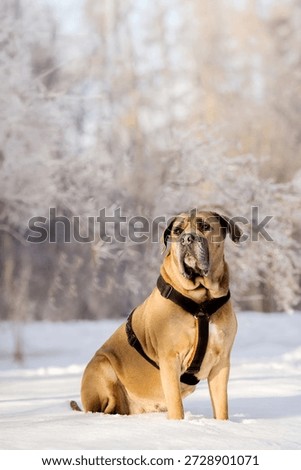 Cane Corso Looking Upward While Sitting in Winter Snow