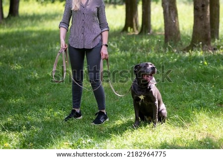 Similar – Foto Bild Frau mit blondem Labrador auf der Lichtung