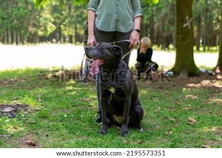 Similar – Foto Bild Frau mit blondem Labrador auf der Lichtung