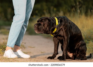 Cane Corso And Pet Owner On Dirt Road, Side View