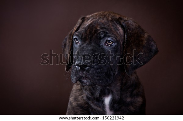 Cane Corso Puppies Black Tiger Stock Photo Edit Now 150221942