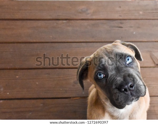 Cane Corso Puppy Blue Eyes On Stock Photo Edit Now 1272690397