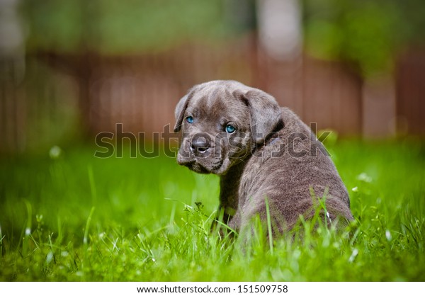 Cane Corso Puppy Blue Eyes Stock Photo Edit Now 151509758