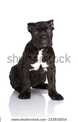 Cane Corso Puppy Cropped Ears Stock Photo Edit Now 232850056