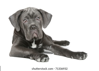 Cane Corso Puppy On White Background Stock Photo 71336932 | Shutterstock