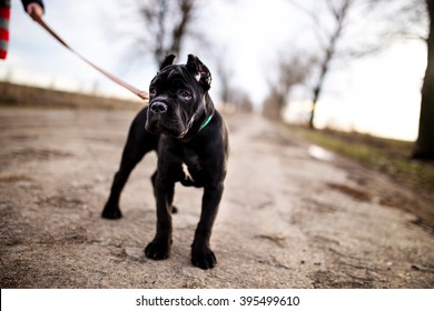 Cane Corso puppy stand up on the middle of the road