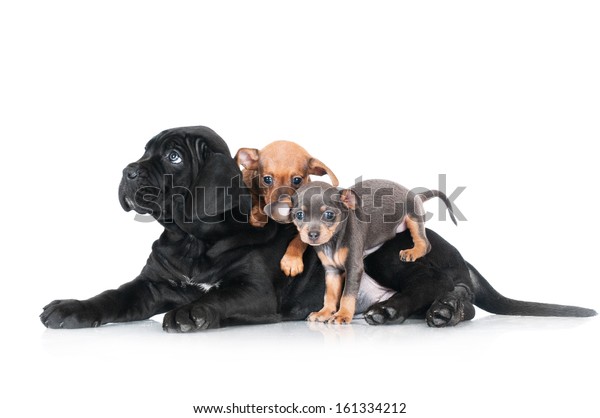 Cane Corso Puppy Two Russian Toy Stock Photo Edit Now