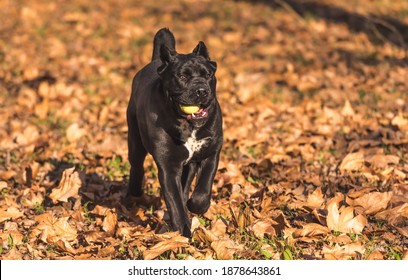 cane corso pure bred puppy playing on the autumn leaves 