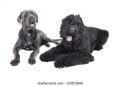 Cane Corso Russian Black Terrier Studio Stock Photo 155875844