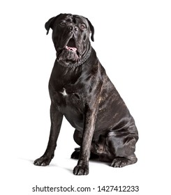 Cane Corso Sitting Against White Background Stock Photo 1427412233 ...