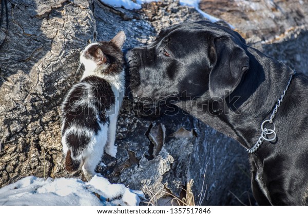 Cane Corso Sniffing Cat Animalswildlife Nature Stock Image