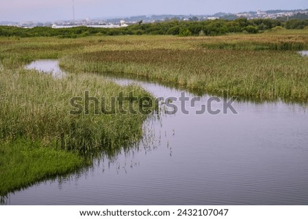 Cane fields planted in a meandering stream in the natural park of Barrinha de Esmoriz and blurred background in the horizon, PORTUGAL