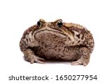 Cane or giant neotropical toad on white