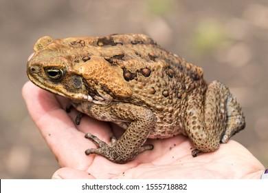 Cane Or Marine Toad From Australia