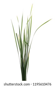 Cane, Reed Leaves, Isolated On White Background