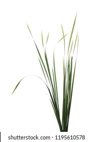 Cane, reed leaves, isolated on white background