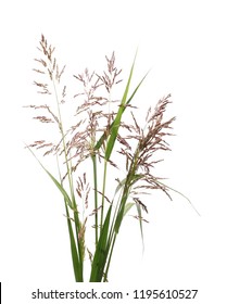 65,127 Cane grass Images, Stock Photos & Vectors | Shutterstock