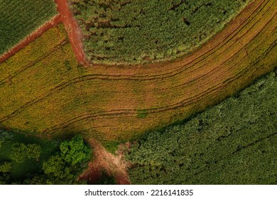 Cane And Soy Plantation Seen From Above - Drone View