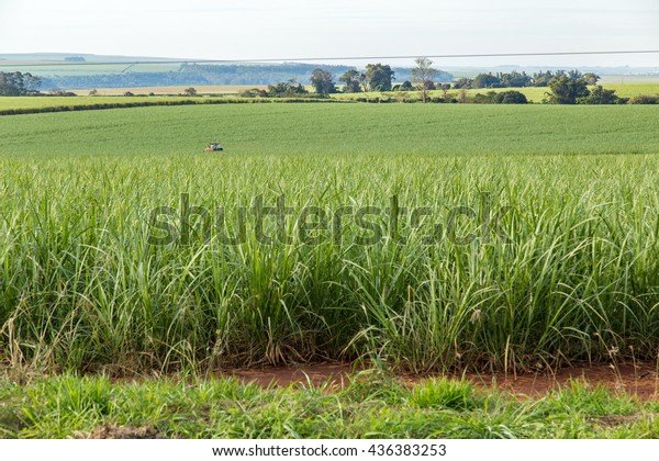 Pradópolis São Paulo fonte: image.shutterstock.com