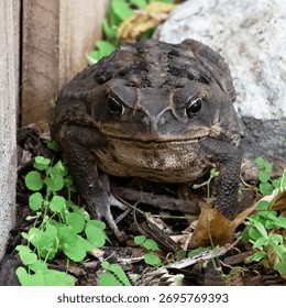 Cane toad, or bufo frog, with warty brown skin is meanly staring forward on ground with green leaves.  These toads are deadly for dogs.