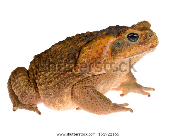 Cane Toad Giant Marine Toad Bufo Stock Photo (Edit Now) 151922165