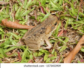 Cane Toad Hidden In The Grass Of Suriname. Also Called Rhinella Marina