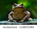 Cane toad, Rhinella marina, big frog from Costa Rica. Face portrait of large amphibian in the nature habitat. Animal in the tropic forest. Wildlife scene from nature.
