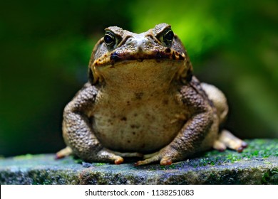 Cane toad, Rhinella marina, big frog from Costa Rica. Face portrait of large amphibian in the nature habitat. Animal in the tropic forest. Wildlife scene from nature.
				