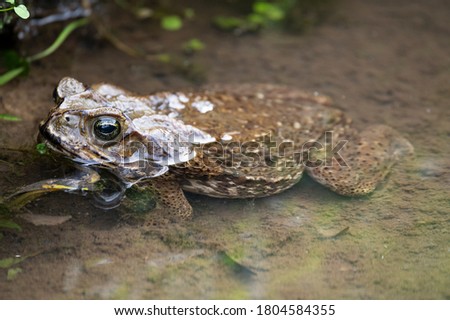 The cane toad (Rhinella marina), also known as the giant neotropical toad or marine toad, is a large, terrestrial true toad native to South and mainland Central America.