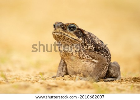 The cane toad (Rhinella marina), also known as the giant neotropical toad or marine toad, is a large, terrestrial true toad native to South and mainland Central America