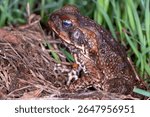 Cane Toad (Rhinella marina) - Subadult Individual on Ground Litter
