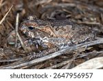 Cane Toad (Rhinella marina) - Subadult Toad Resting in Grass and Mulch
